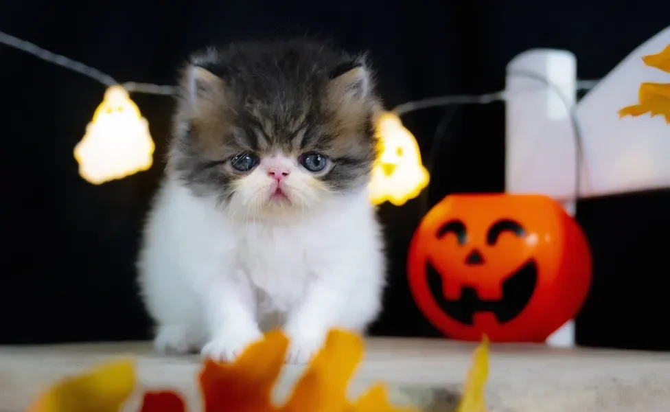 Gato Persa filhote perto de elementos de Halloween