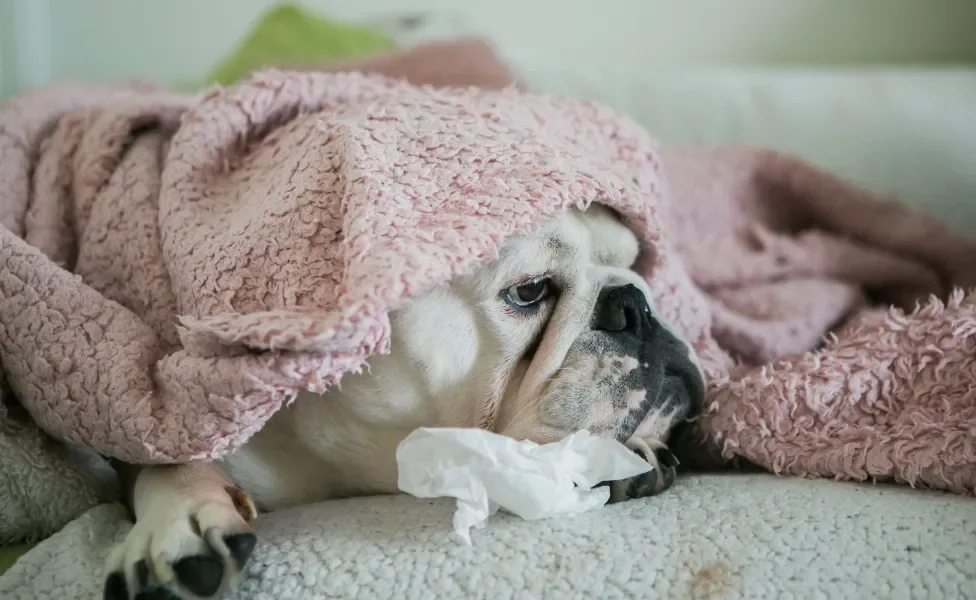 cachorro doente deitado com uma coberta e um lenço perto