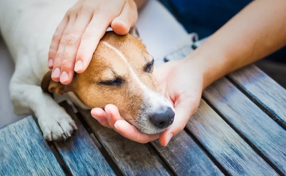 Cachorro doente é cuidado por mãos humanas