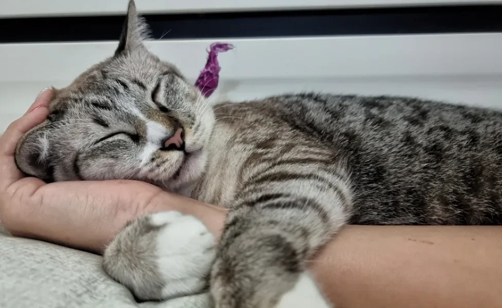 gato dormindo abraçado com o braço do tutor