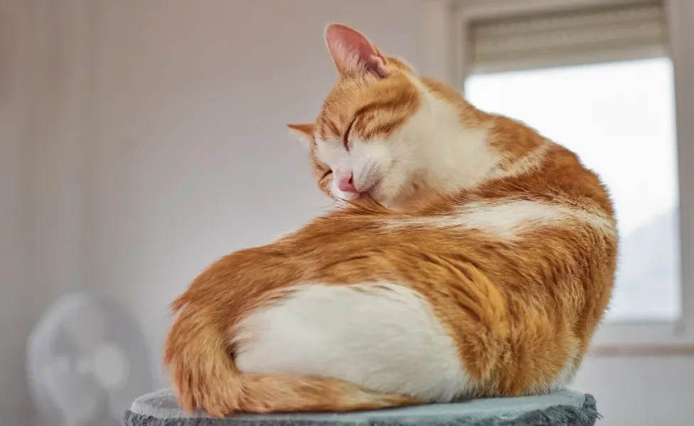 Gato laranja e branco se lambendo