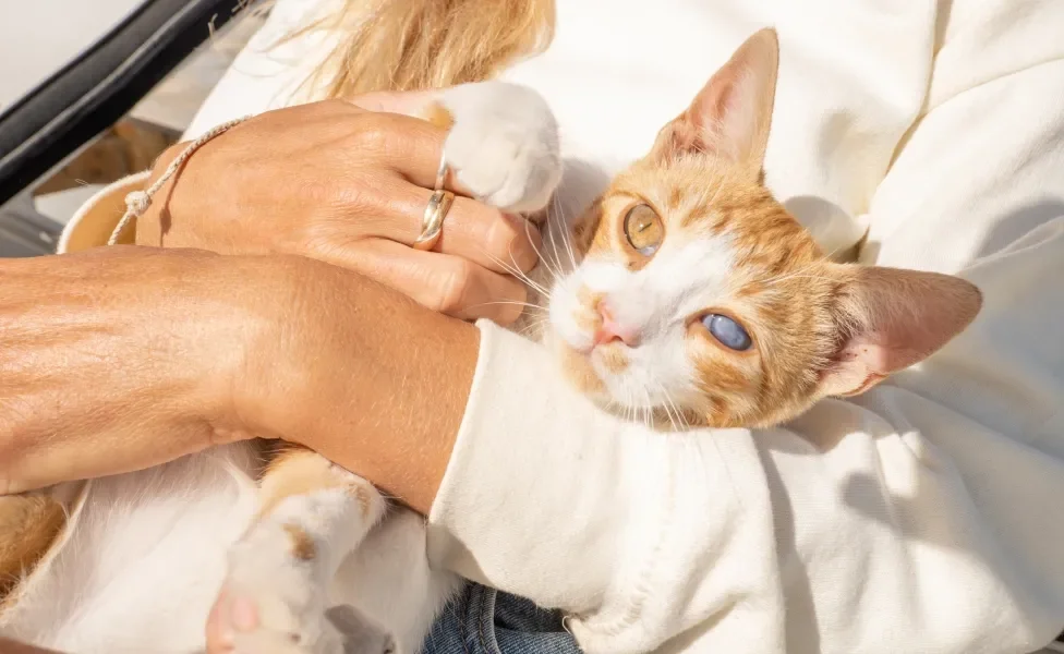 Tutora segurando gato laranja e branco cego no colo