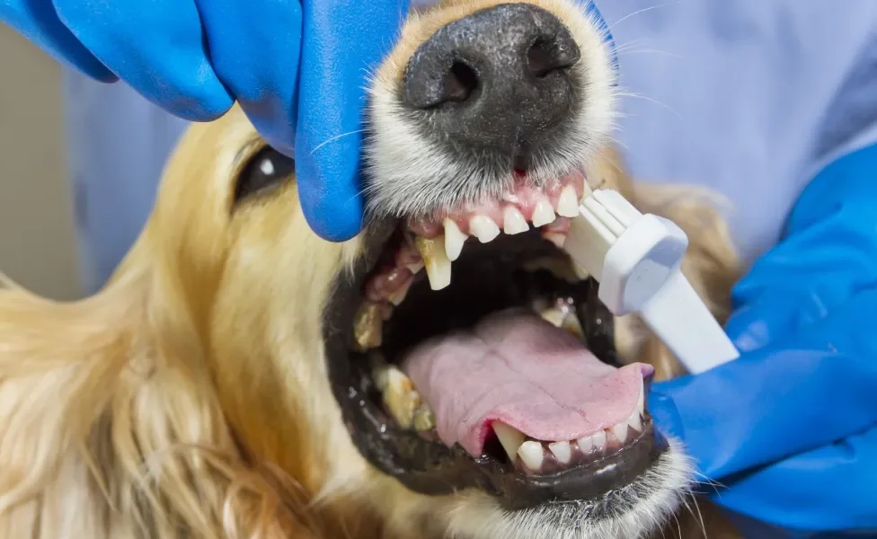 Cachorro amarelo de boca aberta tendo os dentes escovados 