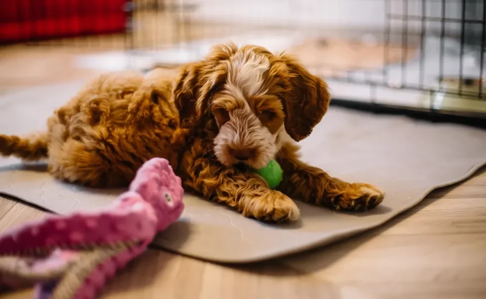 Cão deitado em cima de tapete com brinquedos perto