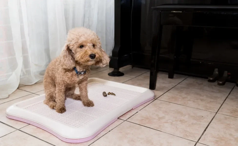 Cachorro Poodle em cima de bandeja higiênica com suas fezes, dentro de casa, perto de piano clássico escuro