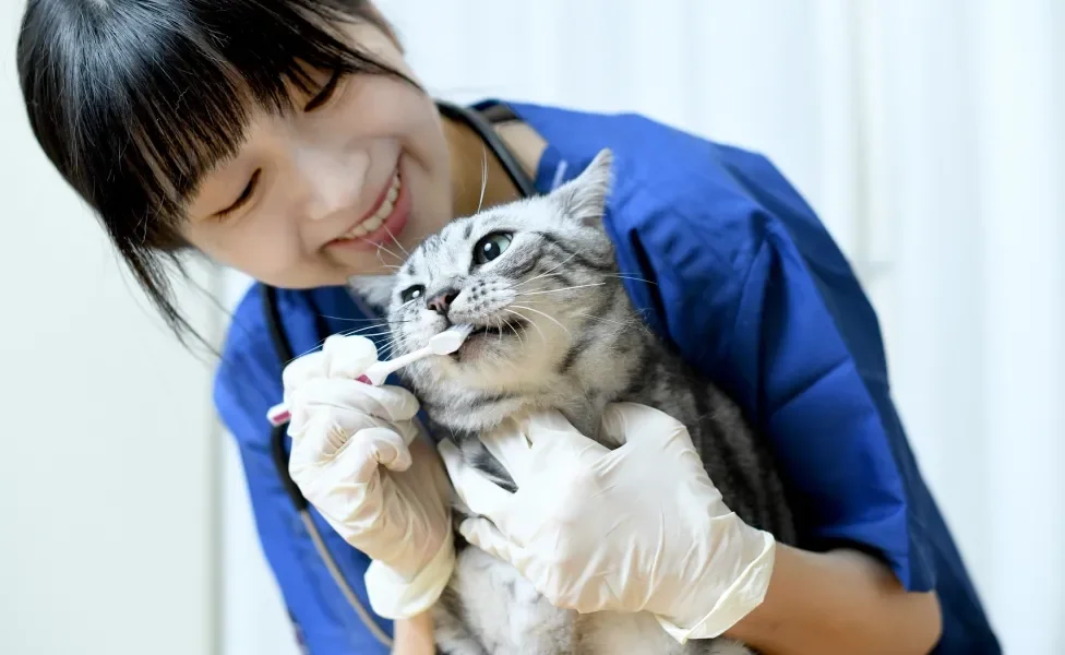 Veterinária escovando dentes de gato