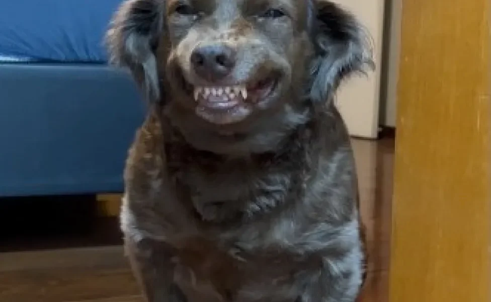 Cachorra marrom sentada no chão e sorrindo