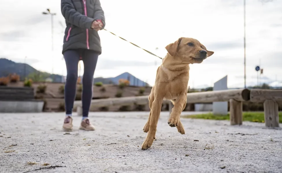 cachorro puxando a coleira ao ar livre