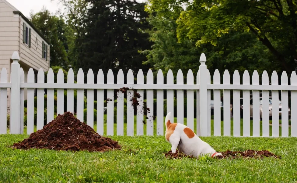 cachorro cavando buraco no jardim