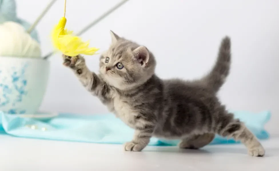 comportamento felino: gato brincando com pena 