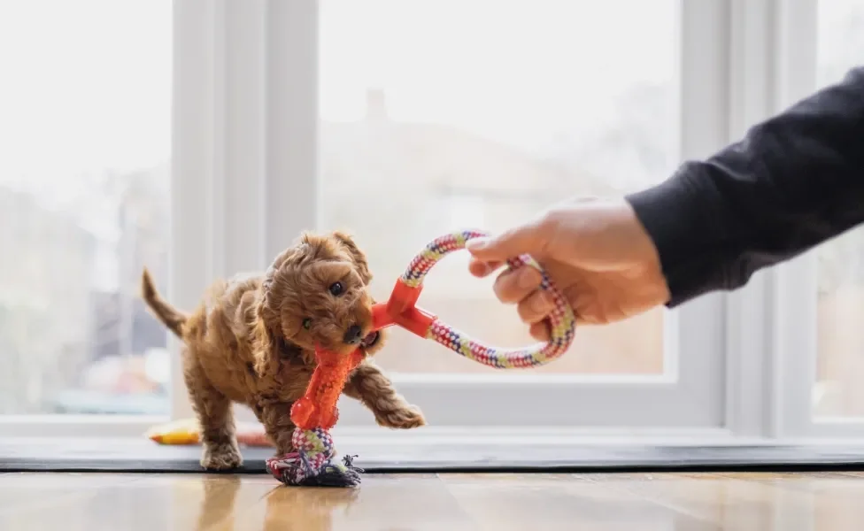 Cachorro filhote marrom mordendo brinquedo segurado por mão de tutor