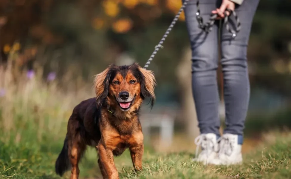 cachorro passeando com tutora