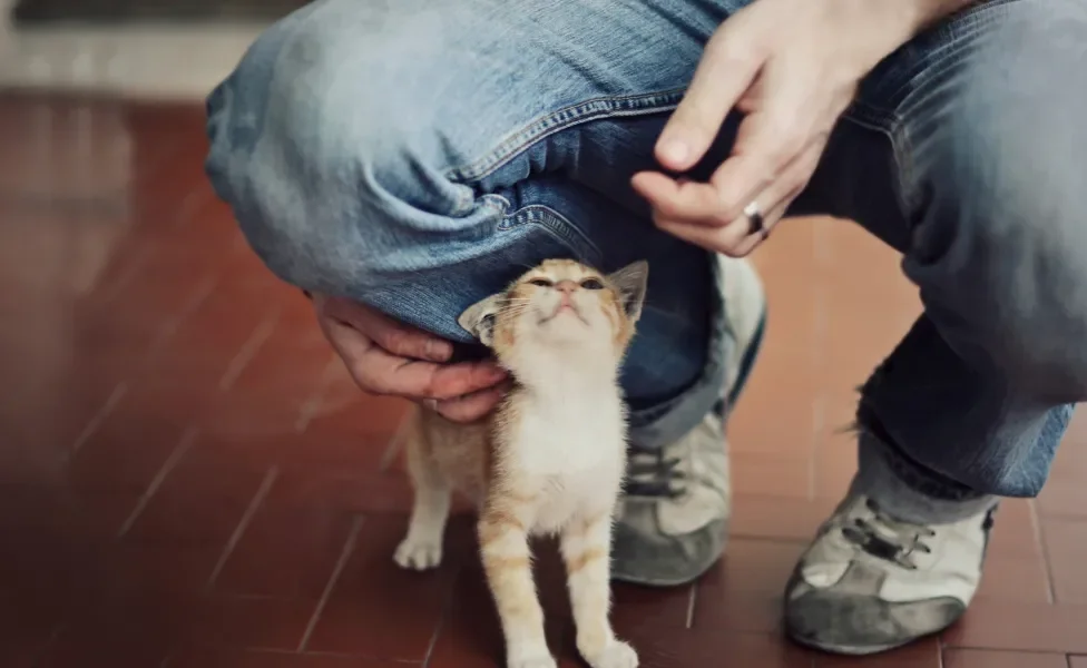 Gato perto das pernas de tutor ganhando carinho