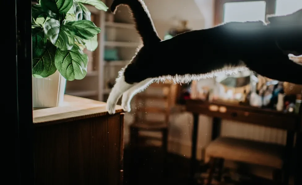 Gato preto saltando de móvel dentro de casa