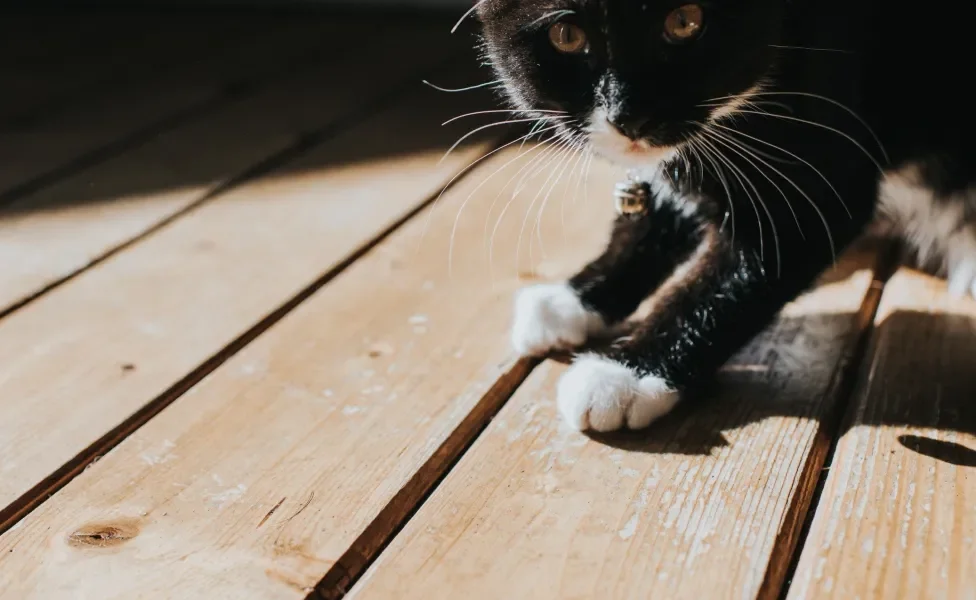 Gato preto e branco ensolarado em chão de madeira