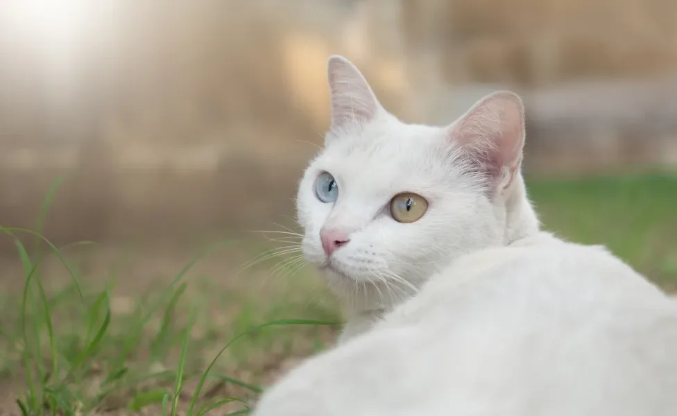 Gato Khao Manee deitado em gramado