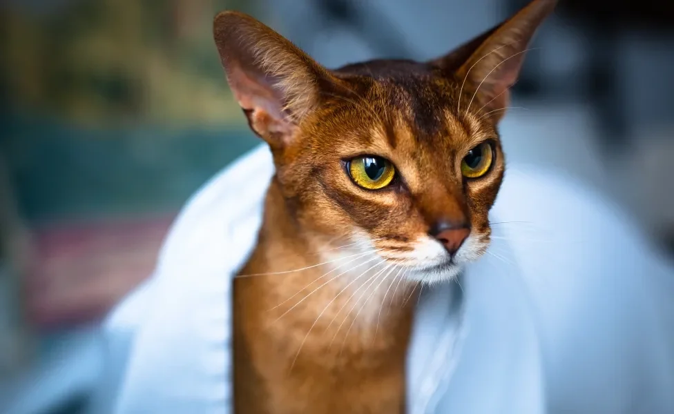 Gato Abissínio enrolado em toalha