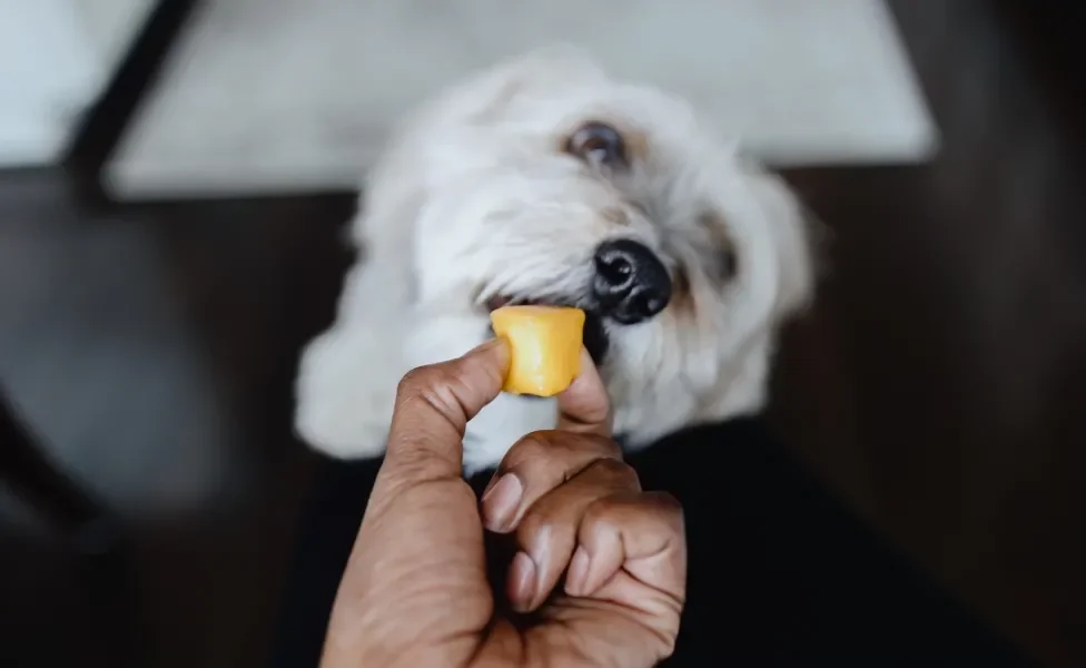 Cachorro branco pequeno comendo pedaço de fruta da mão de tutor