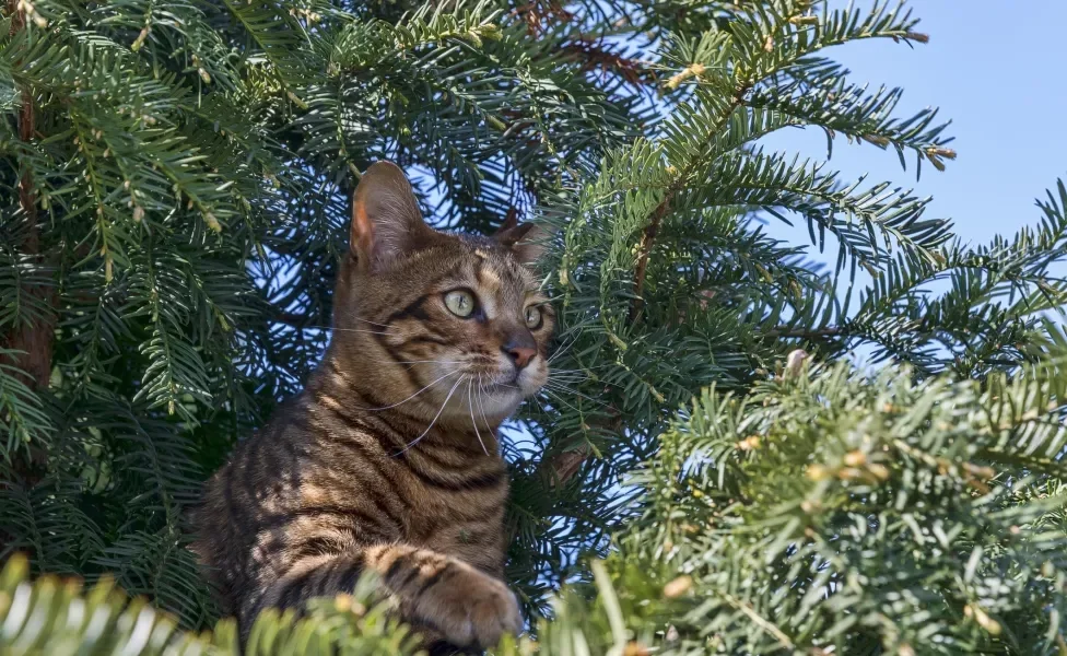 Gato Toyger em cima de árvore