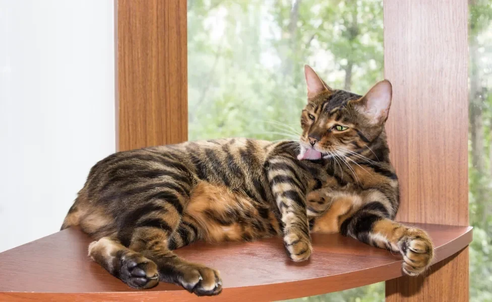 Gato Toyger deitado se lambendo