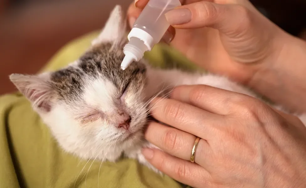 Tutora aplicando colírio no olho de gatinho