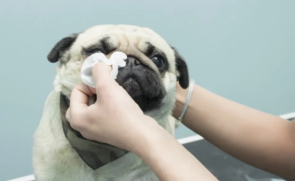 Humano limpando olhos de cachorro Pug