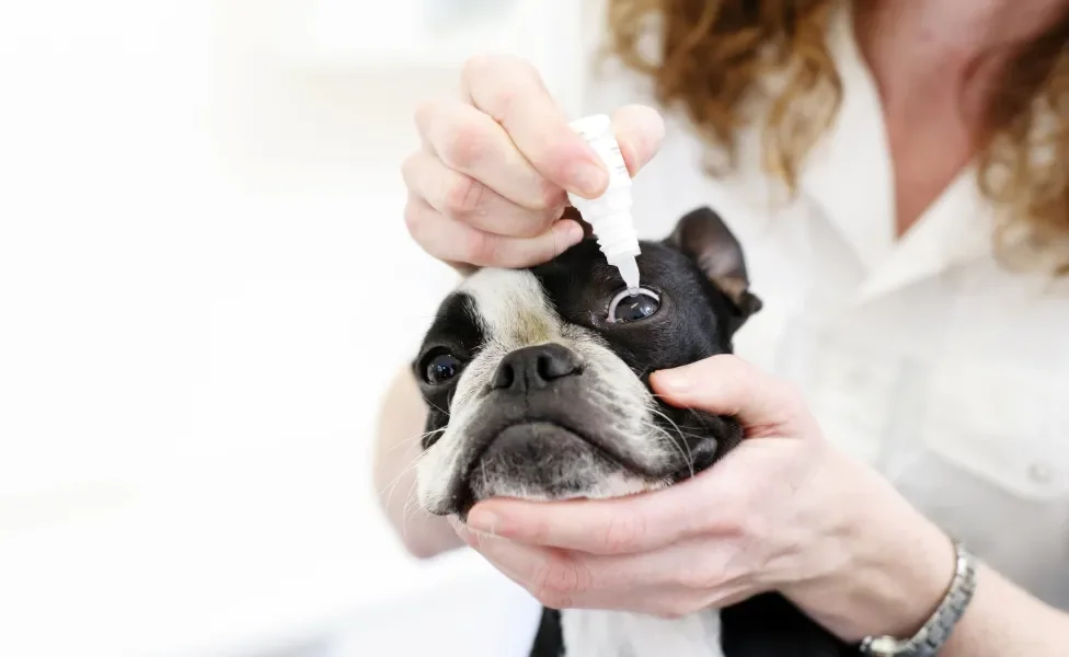 humano colocando colírio em cachorro braquicefálico 