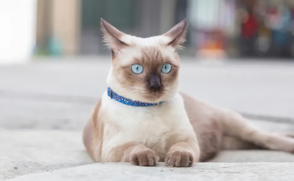 gato siamês sentado