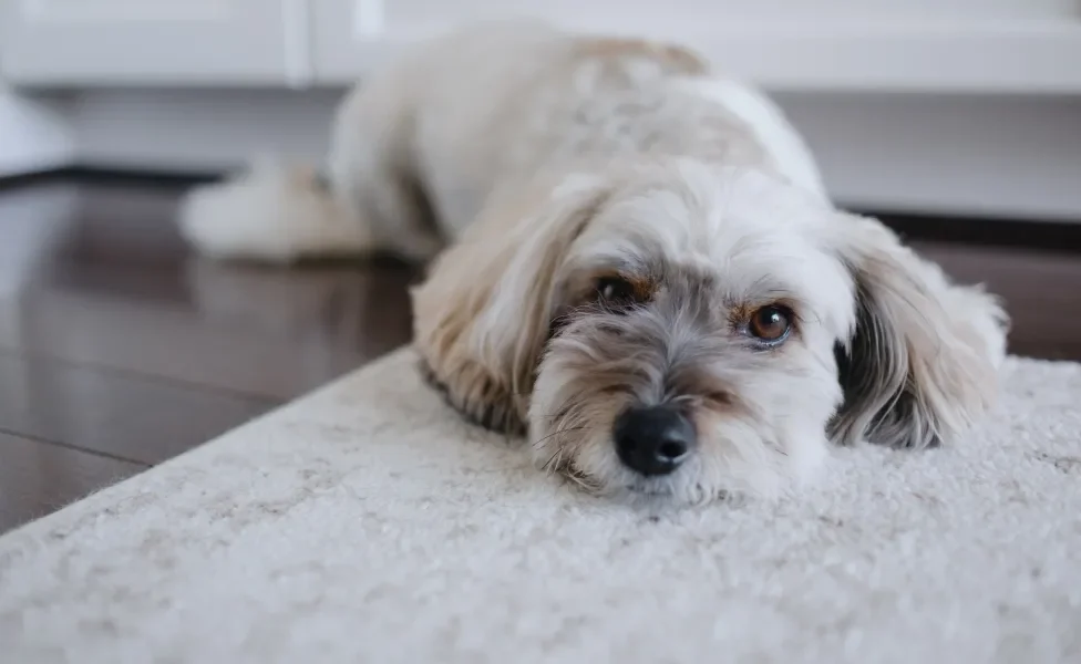 Cãozinho Coton de Tulear deitado em cima de tapete