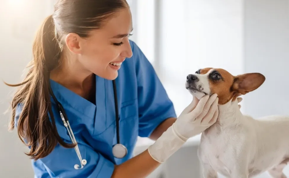 veterinária avaliando o rosto de um cachorro