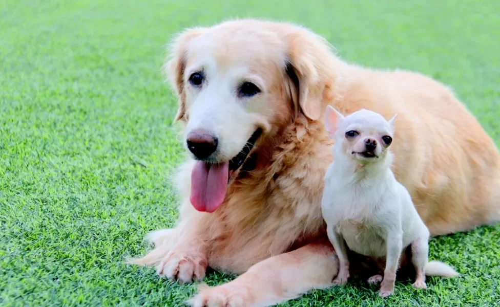 cachorro golden retriever e chihuahua juntos