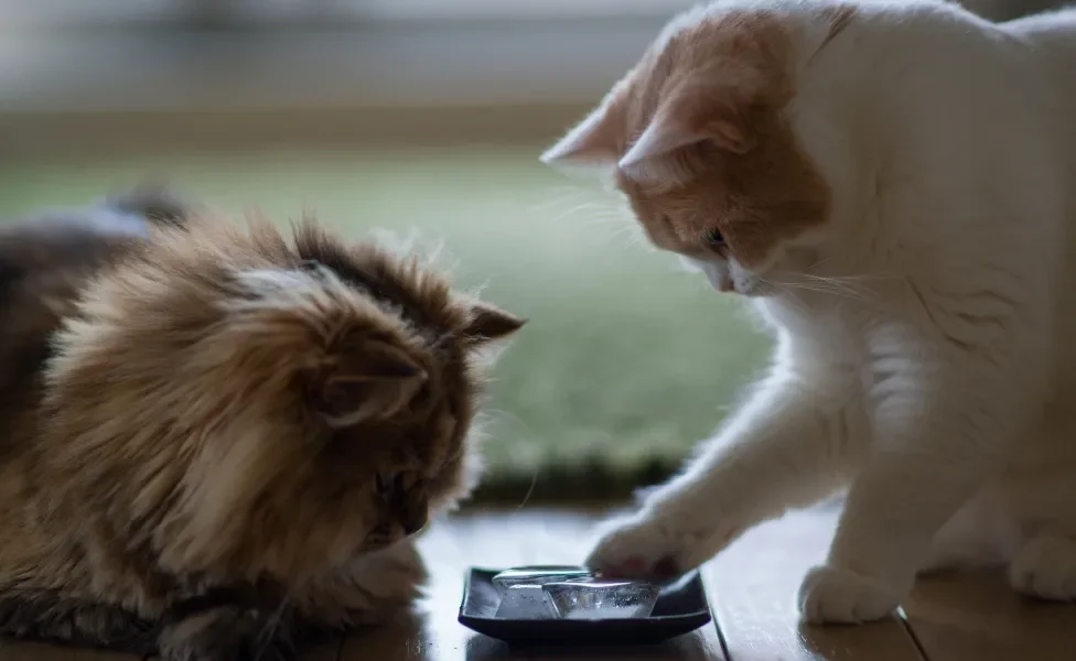 Gatos brincando com gelos em cubo