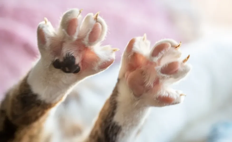 pata de gatos levantadas para cima