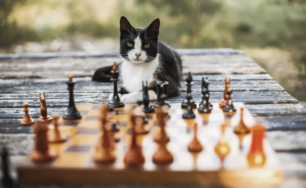 Gato preto e branco em frente a um tabuleiro de xadrez