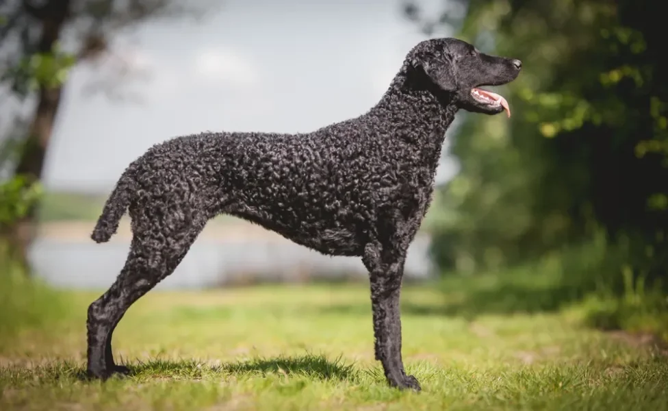 cachorro curly coated retriever preto