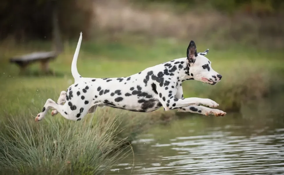 Dálmata pulando em lago