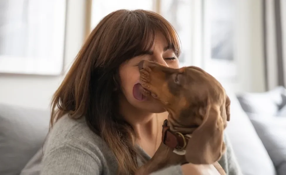 Dachshund lambendo rosto de mulher