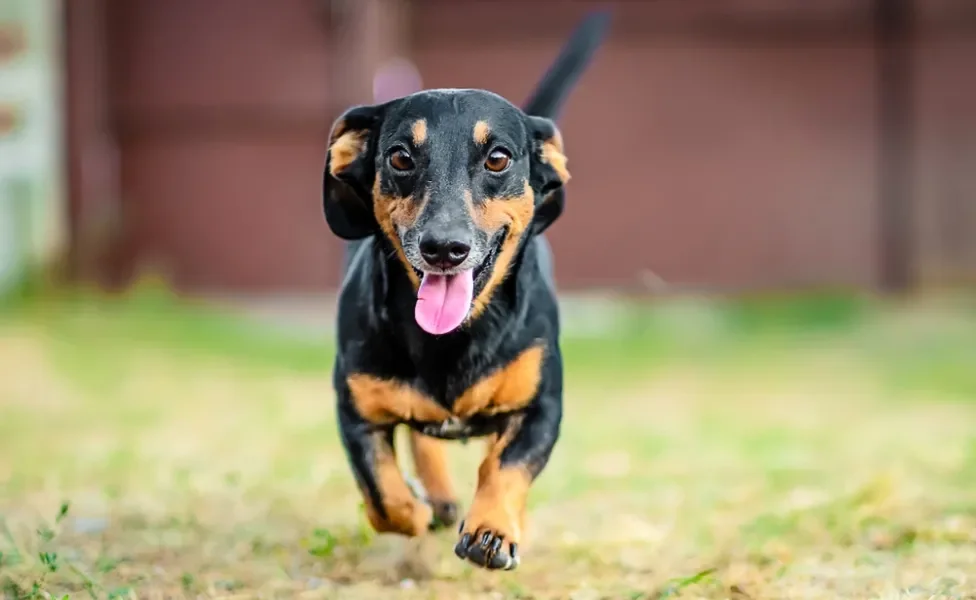 Dachshund correndo ao ar livre