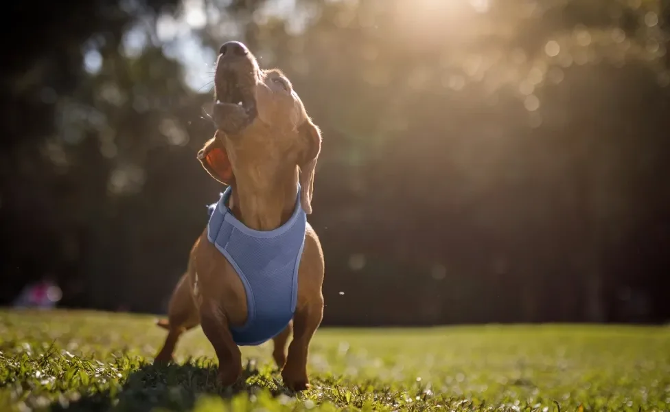 Cachorro latindo ao ar livre da raça Dachshund