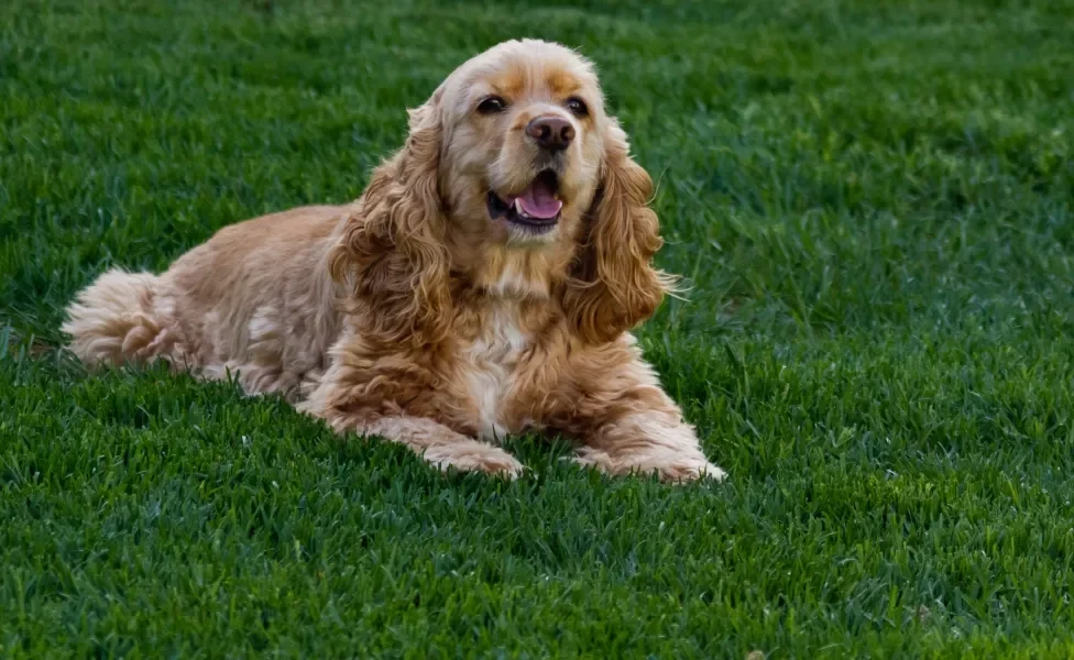 Cão Cocker Spaniel americano deitado em gramado