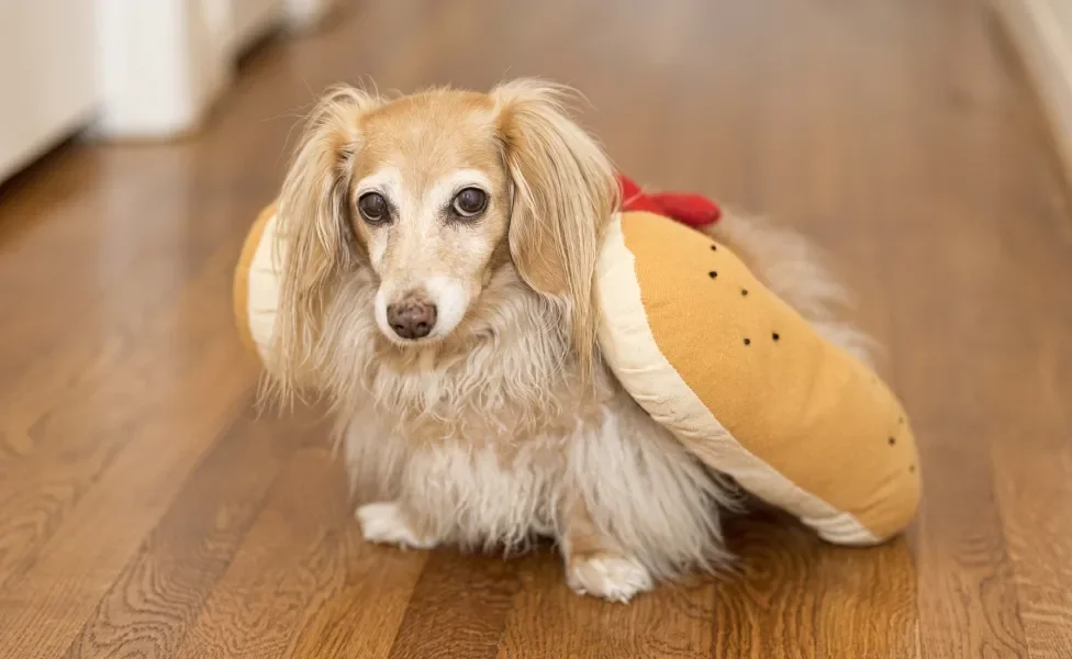 Cão Dachshund dourado peludo