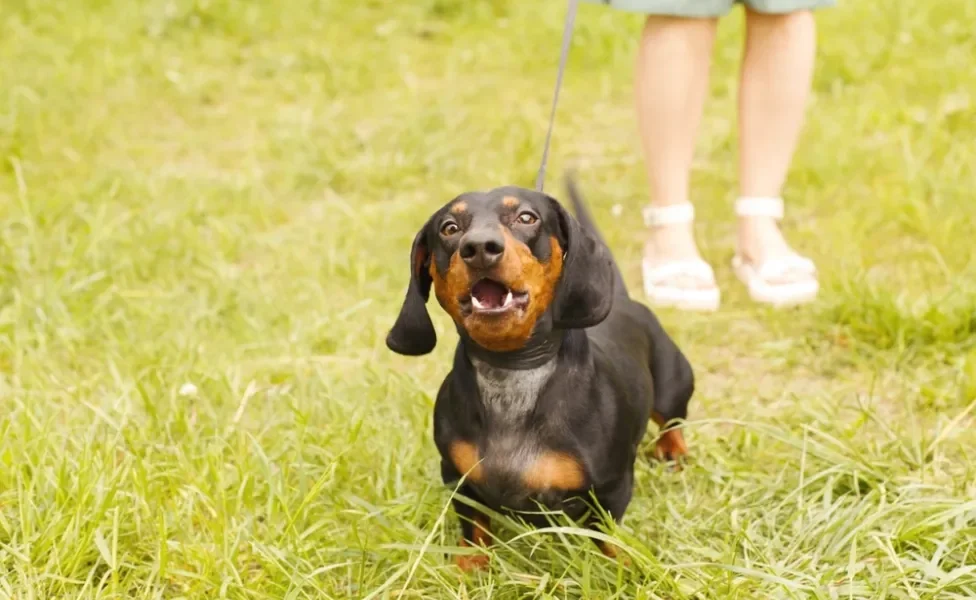 cachorro dachshund latindo no passeio