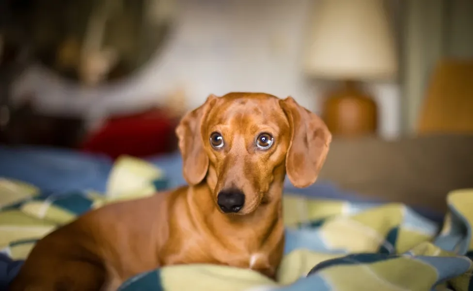 Dachshund deitado na cama