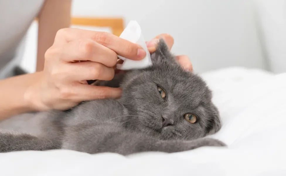 Tutora limpando orelha de gato cinza com lenço