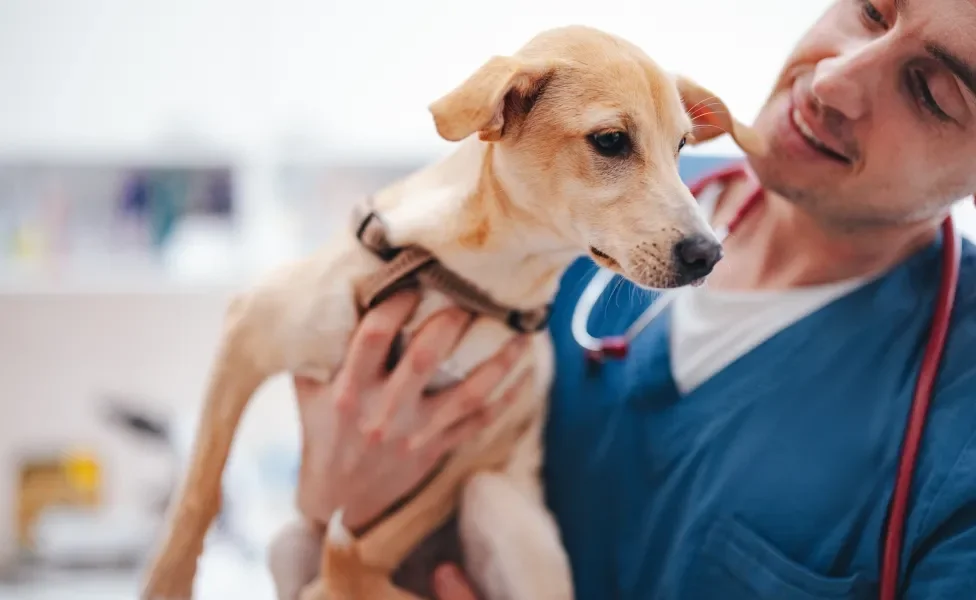 Cachorro sendo segurado por veterinário em consultório