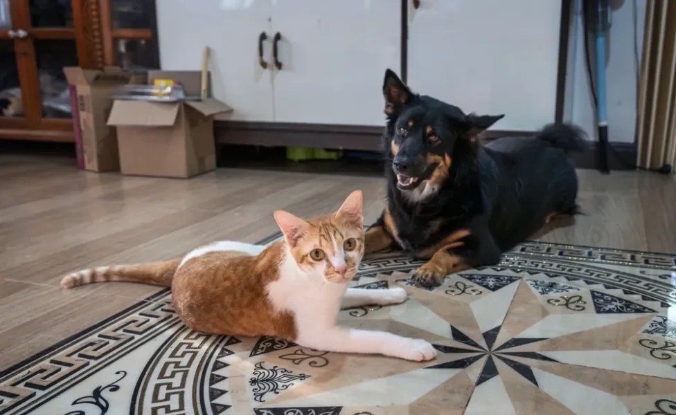 gato e cachorro deitados em cima de tapete no chão de casa com pulgas e carrapatos