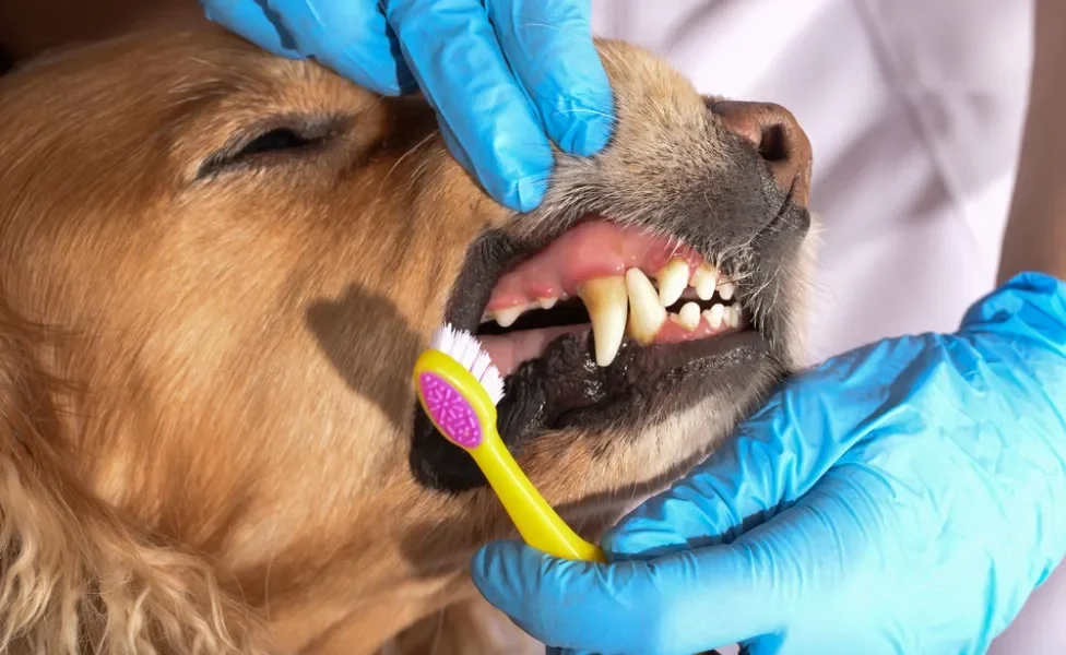 humano escovando dente de cachorro com escova