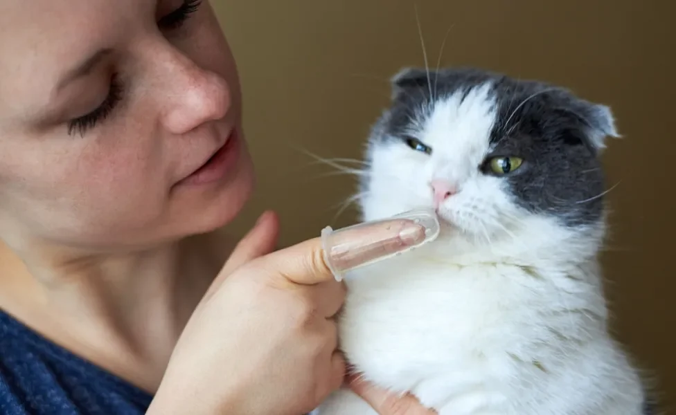 mulher escovando dente de gato filhote