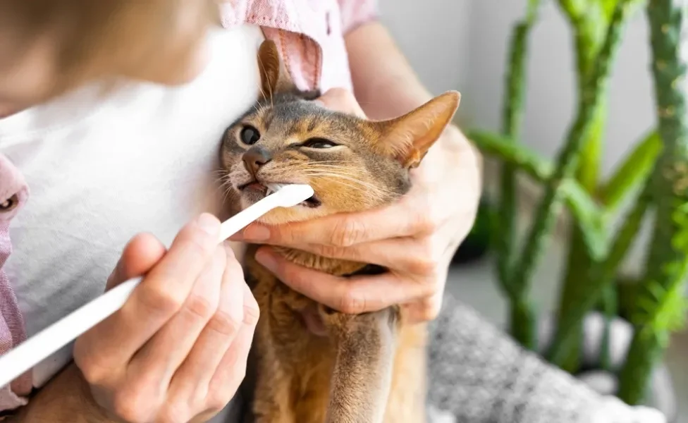 tutor escovando dente de gato