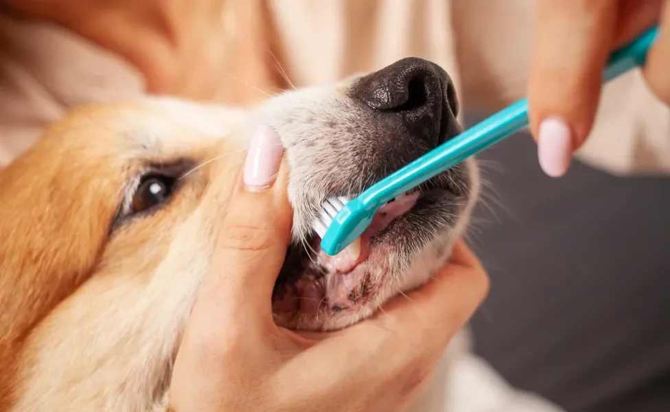 Tutora escovando os dentes de cachorro com escova azul